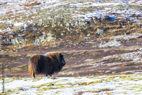 Wallpaper Mural A Musk Ox in Dovrefjell National Park, Norway, surrounded by snow and vegetation, with its impressive horns. Torontodigital.ca