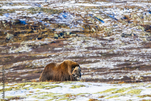 Wallpaper Mural A Musk Ox in Dovrefjell National Park, Norway, surrounded by snow and vegetation, with its impressive horns. Torontodigital.ca