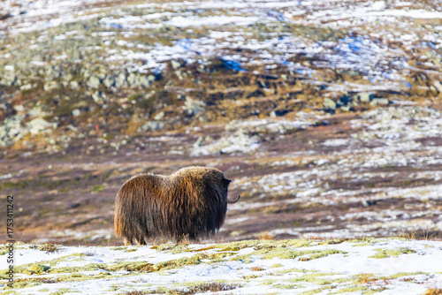 Wallpaper Mural A Musk Ox in Dovrefjell National Park, Norway, surrounded by snow and vegetation, with its impressive horns. Torontodigital.ca