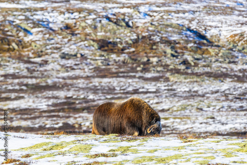 Wallpaper Mural A Musk Ox in Dovrefjell National Park, Norway, surrounded by snow and vegetation, with its impressive horns. Torontodigital.ca