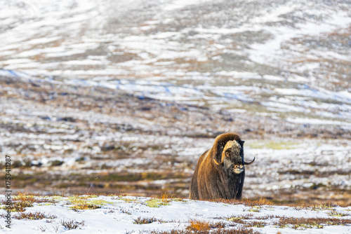 Wallpaper Mural A Musk Ox in Dovrefjell National Park, Norway, surrounded by snow and vegetation, with its impressive horns. Torontodigital.ca
