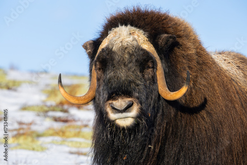 Wallpaper Mural A Musk Ox in Dovrefjell National Park, Norway, surrounded by snow and vegetation, with its impressive horns. Torontodigital.ca