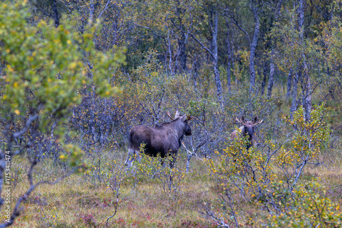 Wallpaper Mural Moose grazing in the wild in Lofoten Islands, Norway, surrounded by autumn vegetation and trees. Torontodigital.ca
