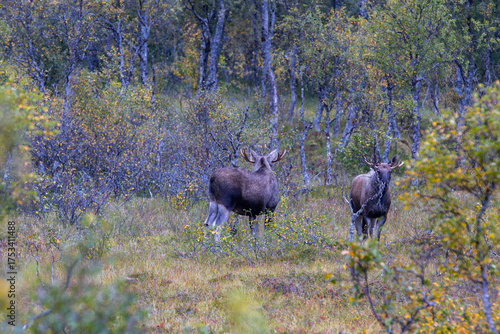 Wallpaper Mural Moose grazing in the wild in Lofoten Islands, Norway, surrounded by autumn vegetation and trees. Torontodigital.ca