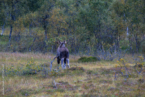 Wallpaper Mural Moose grazing in the wild in Lofoten Islands, Norway, surrounded by autumn vegetation and trees. Torontodigital.ca
