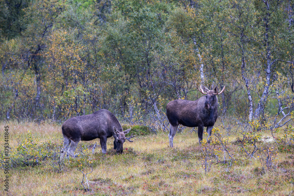 custom made wallpaper toronto digitalMoose grazing in the wild in Lofoten Islands, Norway, surrounded by autumn vegetation and trees.