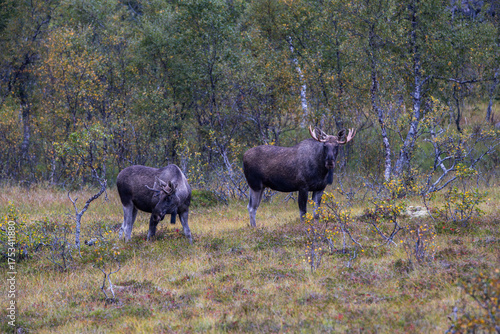 Wallpaper Mural Moose grazing in the wild in Lofoten Islands, Norway, surrounded by autumn vegetation and trees. Torontodigital.ca