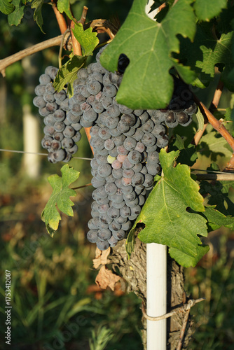 Vineyards waiting for harvest