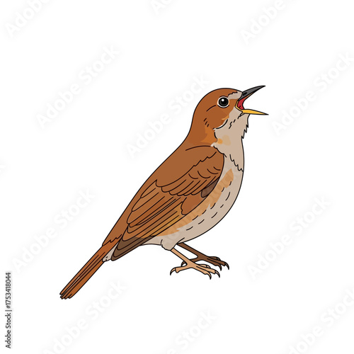 Cartoon Illustration of a Singing Nightingale Bird on White Background
