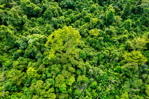 aerial view of green forest