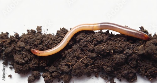 Worm on soil surface