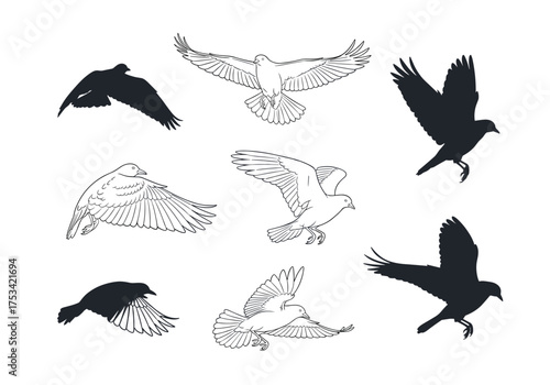 A collection of different bird silhouettes in flight showing various poses and wing positions.