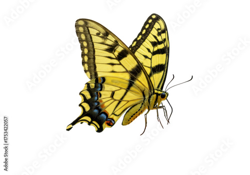 Isolated Eastern tiger swallowtail butterfly on display with wings up, detailed, colorful