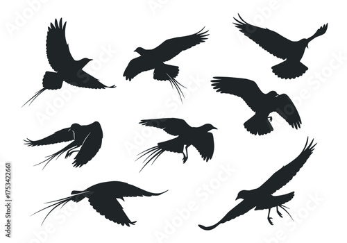 A collection of black silhouettes of birds in flight showcasing their diverse wing shapes and tail feathers.