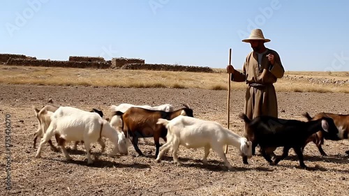 Shepherd guides a flock of goats across a dry, arid landscape male farmer