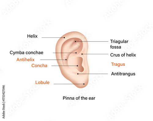 External Ear (Pinna) Anatomy