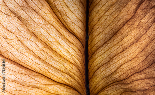Macro view of an autumn leaf revealing intricate textures