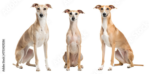 Realistic Greyhounds and Whippets PNG Set – Isolated on Transparent Background