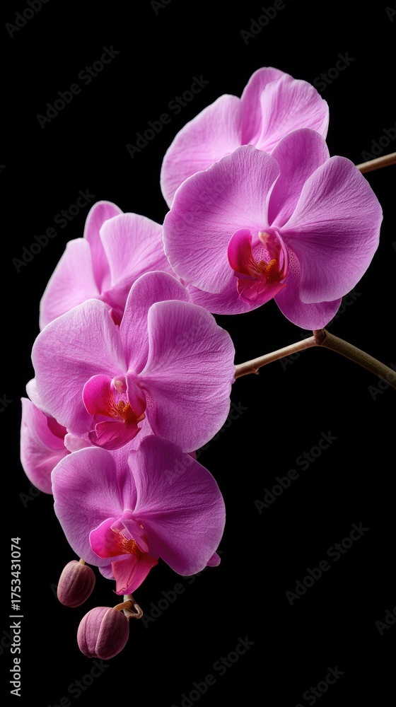 Fototapeta premium Beautiful pink orchids with vibrant petals against a black background showcasing nature's elegance and detail in spring bloom