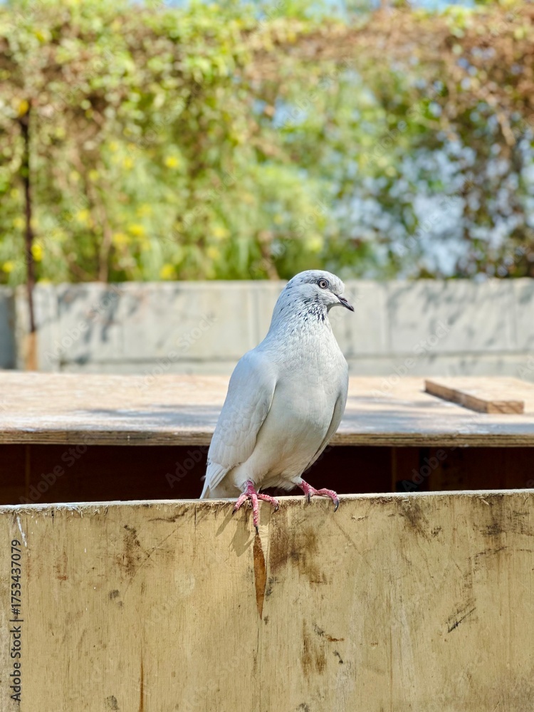 Fototapeta premium dove on the stone