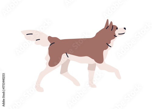 Dog walking in profile, side view. Friendly husky with wagging tail and bicolor coat. Purebred canine animal, nordic breed. Doggy, puppy going. Flat vector illustration isolated on white background.