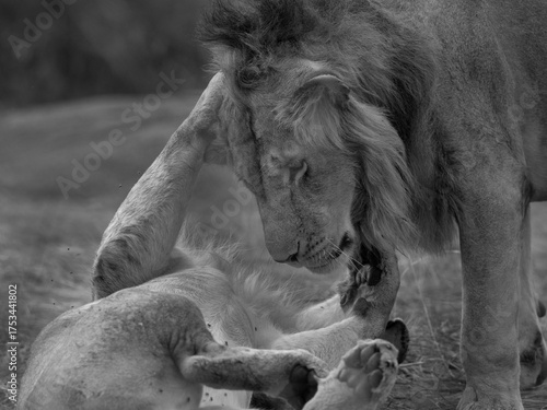 A pair of lions seperated form Rongai pride cuddling each other at Masai Mara, Kenya