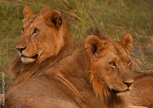 Closeup of male lions seperated from Rongai pride relaxing at Masai Mara, Kenya. Selective focus on the front lion.
