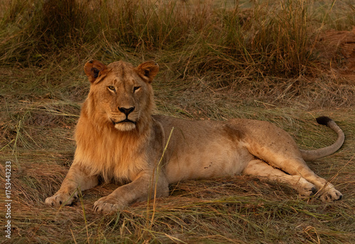 Portrait of a male lion, Masai Mara, Kenya
