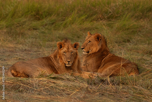 A pair of male lions from Rongai pride relaxing at Masai Mara, Kenya