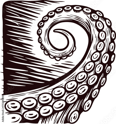 Detailed vintage engraving of an octopus tentacle curling inwards, black and white sketch with intricate suction cups