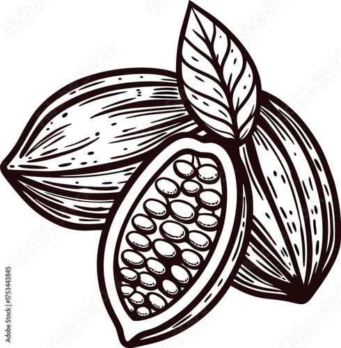 Hand drawn cacao beans and pod with seeds and leaves in vintage engraved sketch illustration