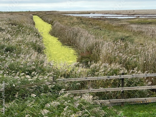 Beautiful landscape of nature reserve marshland with grasses fencing and algae colour water rivelet streams conservation coast area for wildlife in Cley Norfolk uk with grey Autumn sky walk to beach