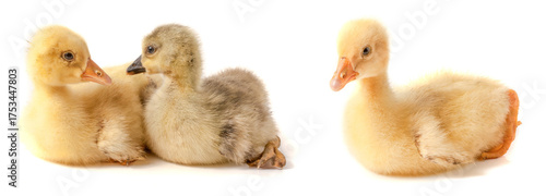 Foto two little gosling isolated on white background