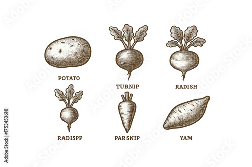 Vintage vegetable illustrations: potato, turnip, radish, parsnip, yam.Colorful icons set illustrated