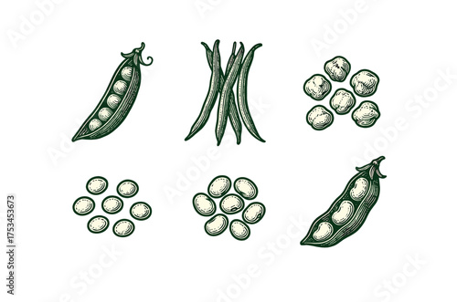Vintage engraving of various beans and peas in pods and clusters.Colorful icons set illustrated
