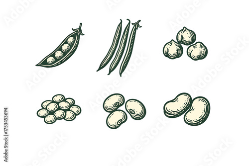 Variety of illustrated peas and beans: green peas, chickpeas, lentils, soybeans, broad beans.Colorful icons set illustrated