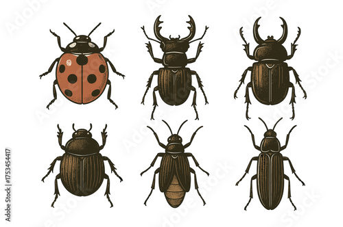 Collection of various beetle species: ladybug, stag, and more insects.Colorful icons set illustrated