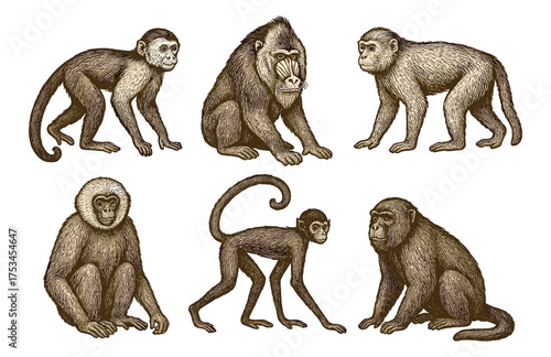 Vintage illustration of diverse monkeys: chimpanzee, baboon, langur, gibbon, macaque.Colorful icons set illustrated