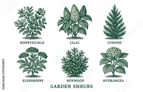 Illustrated guide to popular garden shrubs: honeysuckle, lilac, juniper, elderberry, boxwood, hydrangea.Colorful icons set illustrated