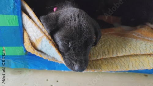 Little black puppy is sleeping. Dog animal pet sleeps