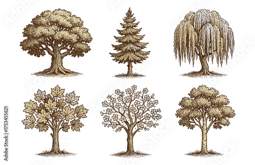 Detailed hand-drawn illustrations of six diverse tree species.Colorful icons set illustrated