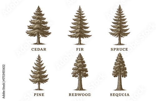 Illustration of six tree species: cedar, fir, spruce, pine, redwood, sequoia.Colorful icons set illustrated