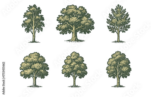 Vintage botanical illustration of diverse tree species with lush foliage.Colorful icons set illustrated