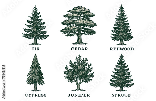Illustrated collection of fir, cedar, redwood, cypress, juniper, and spruce trees.Colorful icons set illustrated