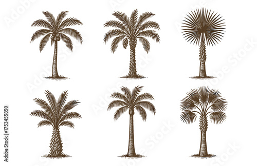 Collection of six distinct palm tree illustrations on white background.Colorful icons set illustrated