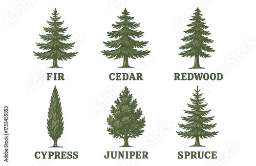 Illustrated variations of fir, cedar, redwood, cypress, juniper, and spruce trees.Colorful icons set illustrated