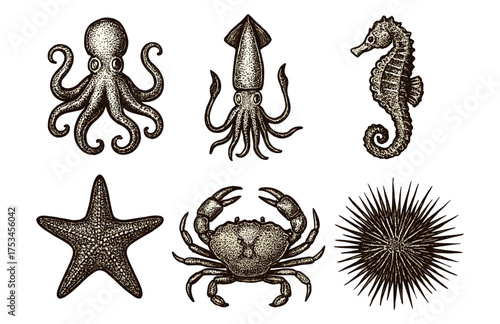 Vintage marine life illustrations: octopus, squid, seahorse, starfish, crab, sea urchin.Colorful icons set illustrated