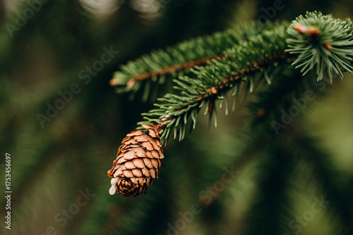 Pine cone macro view in a lush forest setting