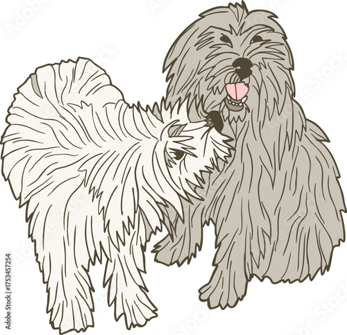 Pyrenean Shepherd Dog – long-haired mountain dog vector illustration