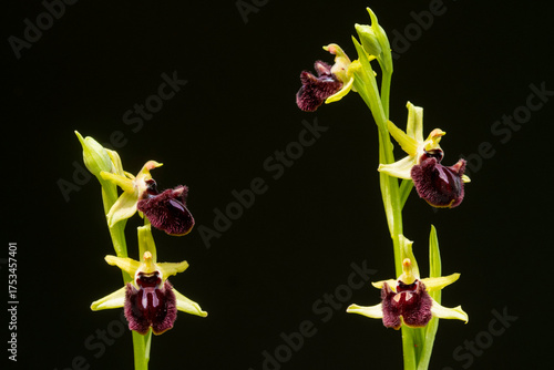 Exotic ophrys incubacea orchid in Andalusia